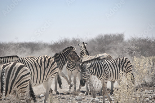 Zebra © Thilo