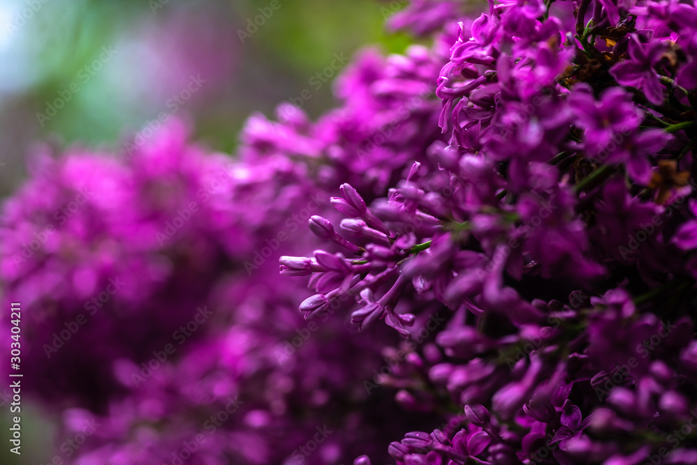 Obraz premium Lilac garden trees under the rain nature spring time botany 