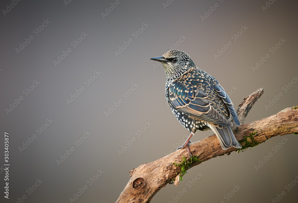 Φωτογραφία Common starling (Sturnus vulgaris) close up
