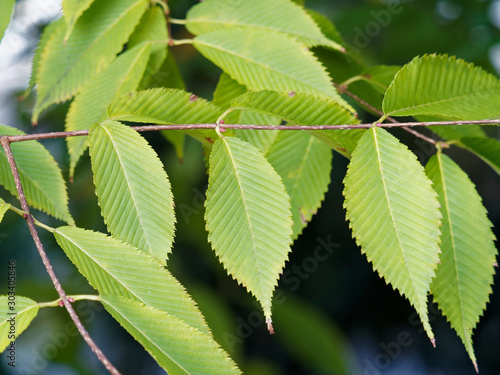 Acer carpinifolium | Feuilles oblongues, dentées de couleur vert-clair d'un érable à feuilles de charme