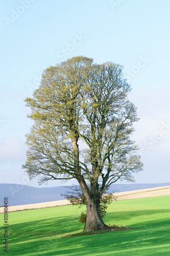 Single lonely tree in summer on farm field after harvest on green meadow