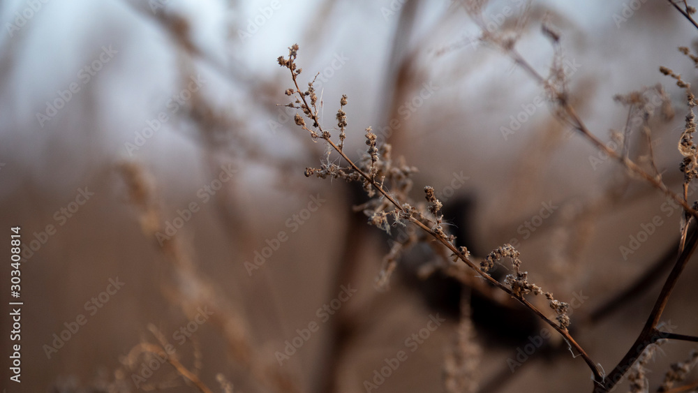Plant branch in the autumn forest Plant branch in the autumn forest