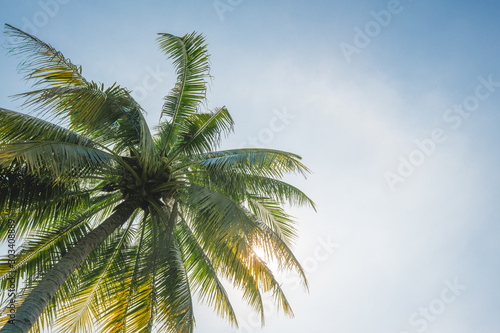 Coconut tree and blue sky