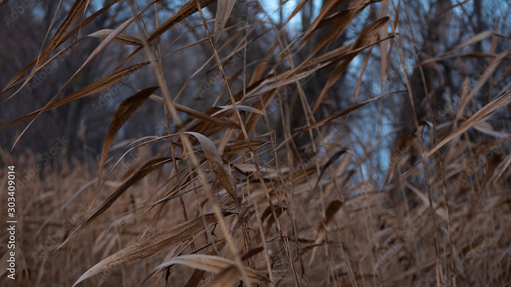 Reed branches in the autumn forest Reed branches in the autumn forest