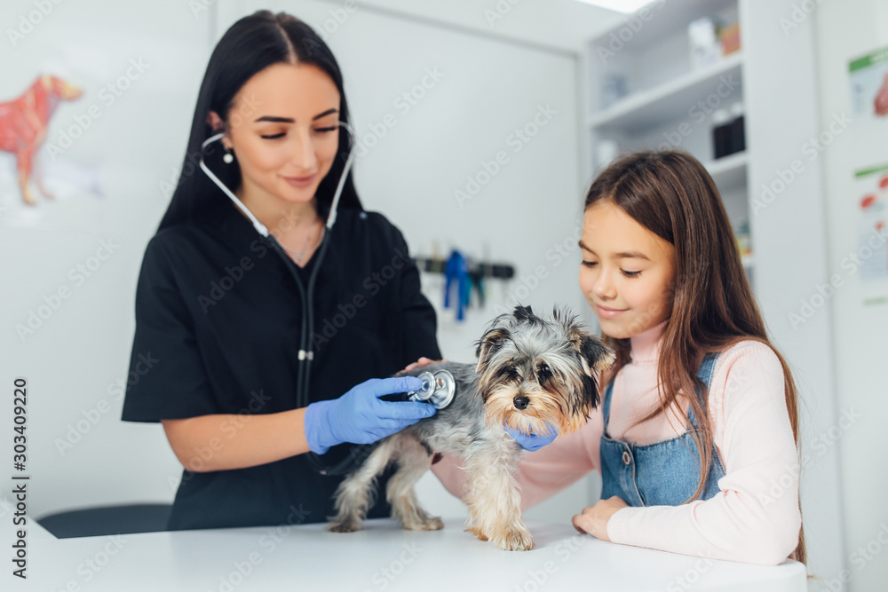 Young vet doctor examines a small cute dog breed Yorkshire Terrier with the help of an otoscope in a veterinary clinic. The owner helps keep the dog's head. Happy dog on medical examination.