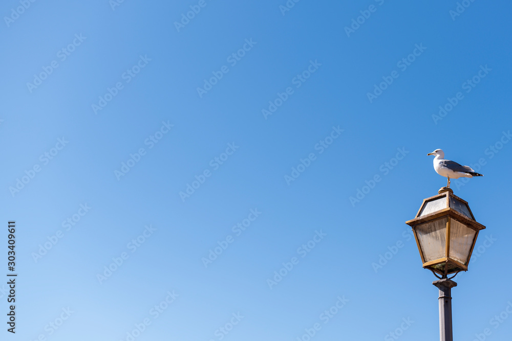 A white-gray gull sits on a street lamp in the lower right corner of the frame against a clear blue sky in Italy near the Coliseum