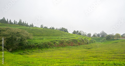 A Misty Day on the Tea Fields