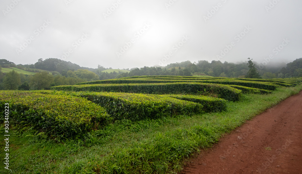 A Misty Day on the Tea Fields