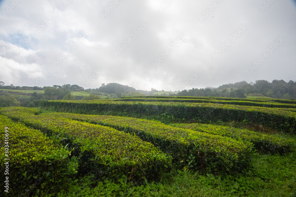A Misty Day on the Tea Fields