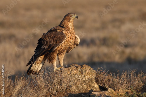 Two years old female of Bonelli´s Eagle early in the morning