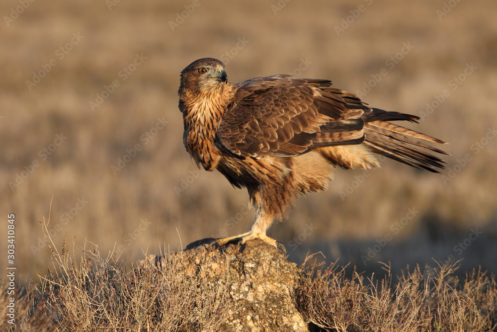 Two years old female of Bonelli´s Eagle early in the morning Two years old female of Bonelli´s Eagle early in the morning
