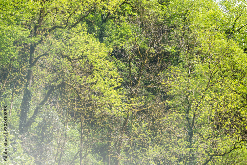 Fototapeta premium Thick green forest on a hillside in the morning fog.