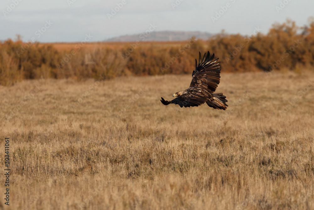 Five years old female of Spanish Imperial Eagle flying, eagles, birds Five years old female of Spanish Imperial Eagle flying, eagles, birds