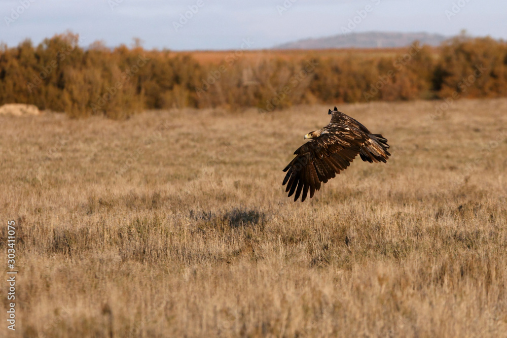 Five years old Spanish imperial eagle flying. Aquila adalberti Five years old Spanish imperial eagle flying. Aquila adalberti