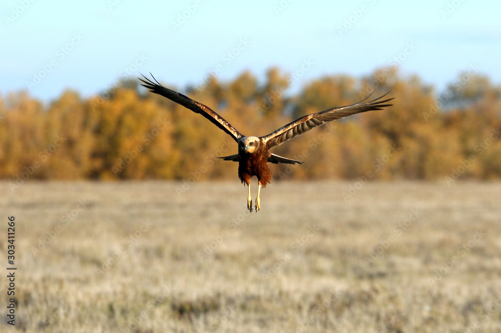 Adult female of Western marsh harrier, Circus aeroginosus Adult female of Western marsh harrier, Circus aeroginosus