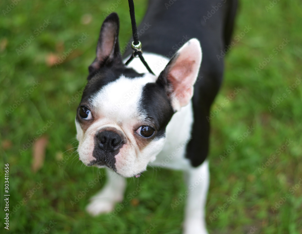 Portrait of a female Boston terrier, adorable dog on green grass
