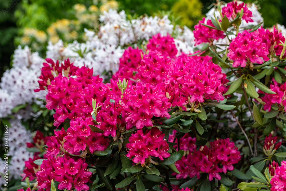 Blooming red and white flowers of Rhodenron. A great decoration for any garden Blooming red and white flowers of Rhodenron. A great decoration for any garden