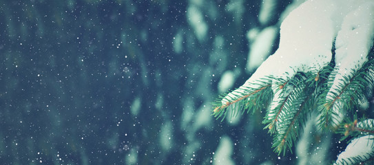 Winter Season Holiday Evergreen Christmas Tree Pine Branches Covered With Snow and Falling Snowflakes, Horizontal