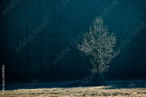 Frost covered tree in an early sun of a beautiful, autumn morning.