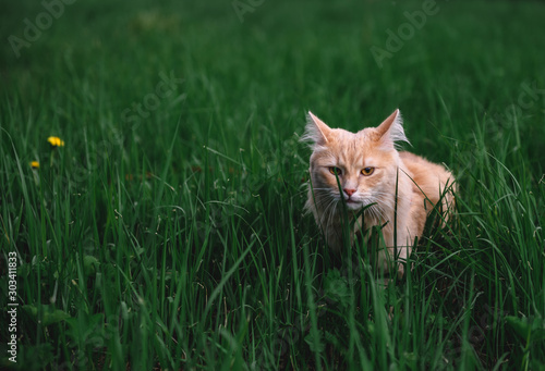 Red cat on a walk. Cat in the green grass.