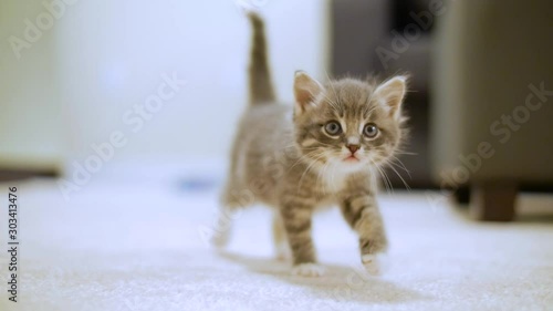 Tiny Cute Kitten Walking Towards Camera Looking Around