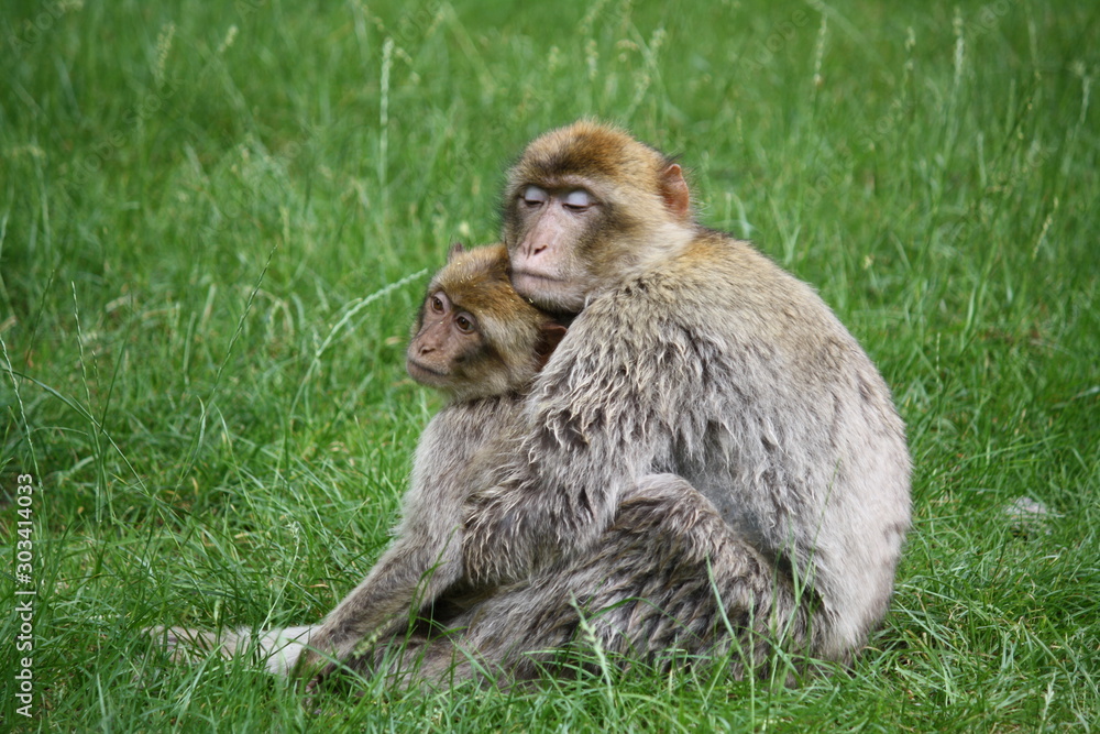 Φωτογραφία Two monkeys hugging