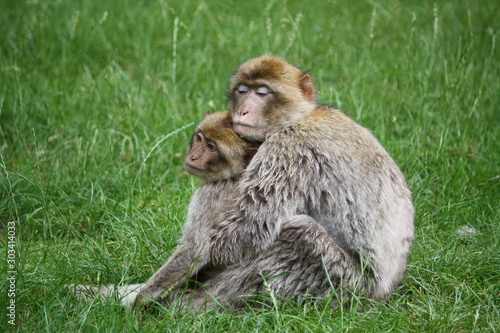 Photography Two monkeys hugging