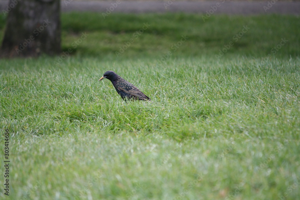 Single crow in field Single crow in field