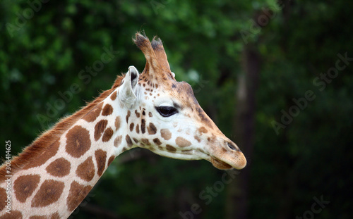 Close-up of giraffe face