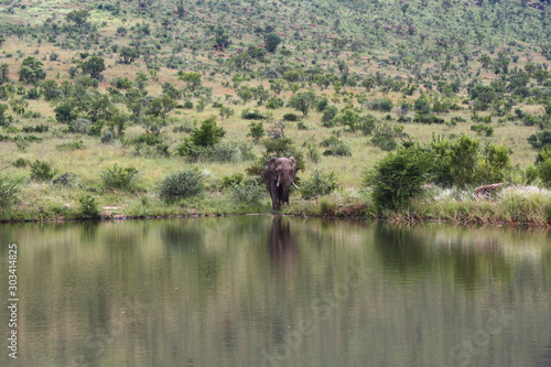 Elephant at watering hole with reflection