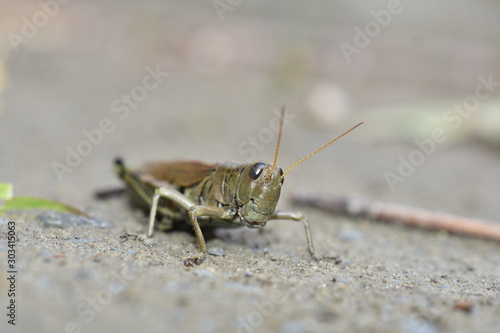 Grasshopper on Riverbank 2