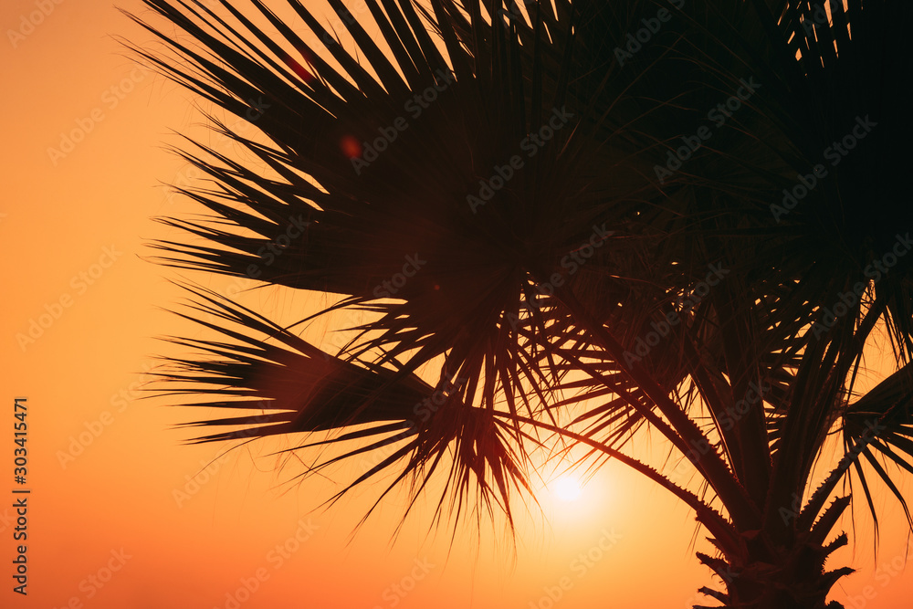 Close View Of Dark Black Palm Trunk Silhouette In Natural Sunlight Of Bright Sun. Sunshine Through Palm Branches