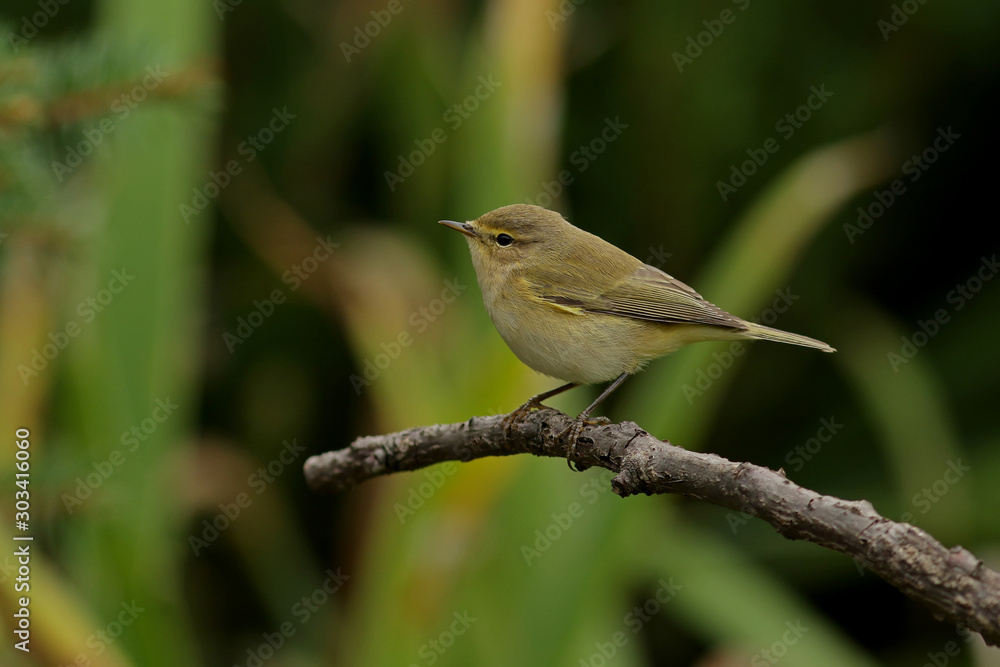 bird on a branch bird on a branch