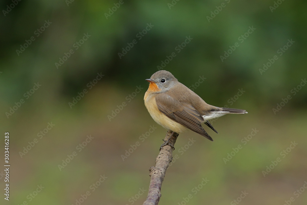 robin on a branch