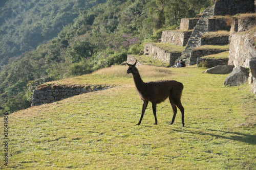 llama in Machu Picchu  Peru