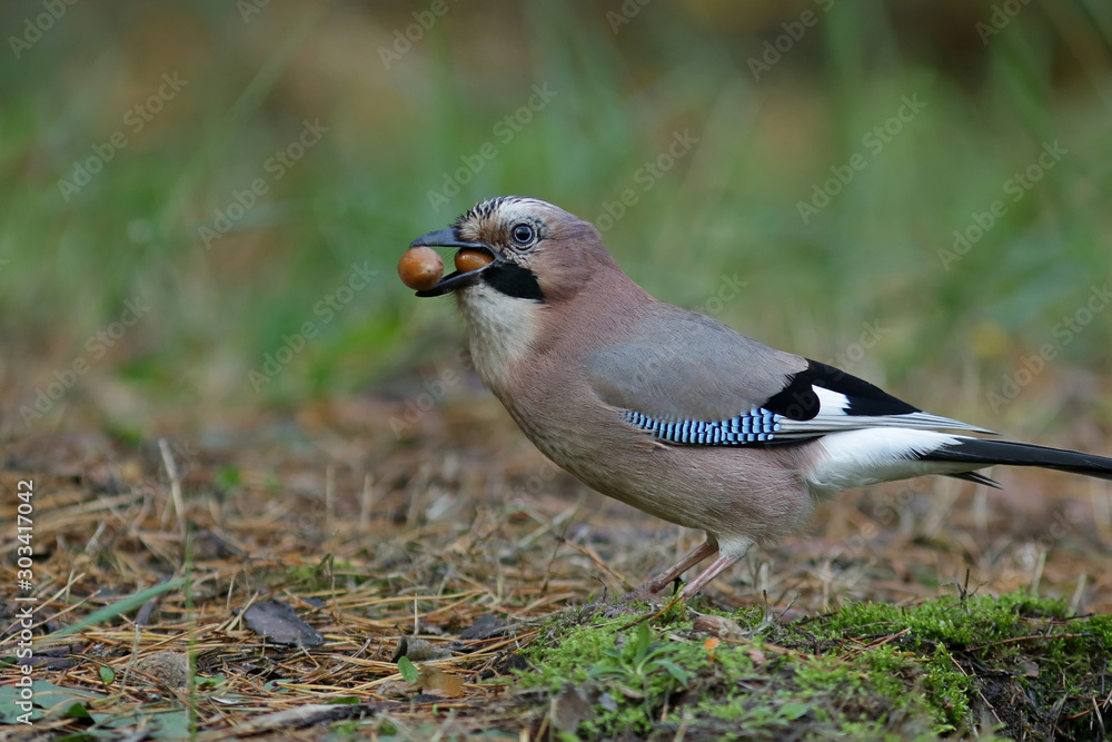 Obraz premium blue jay on branch