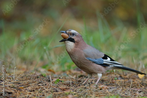 blue jay on a branch photo