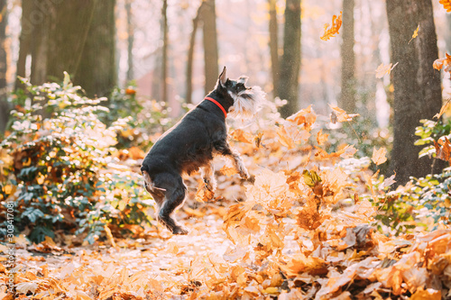 Miniature Schnauzer Dog Or Zwergschnauzer Funny Jumping In Dry Yellow Fallen Foliage Outdoor In Autumn Day