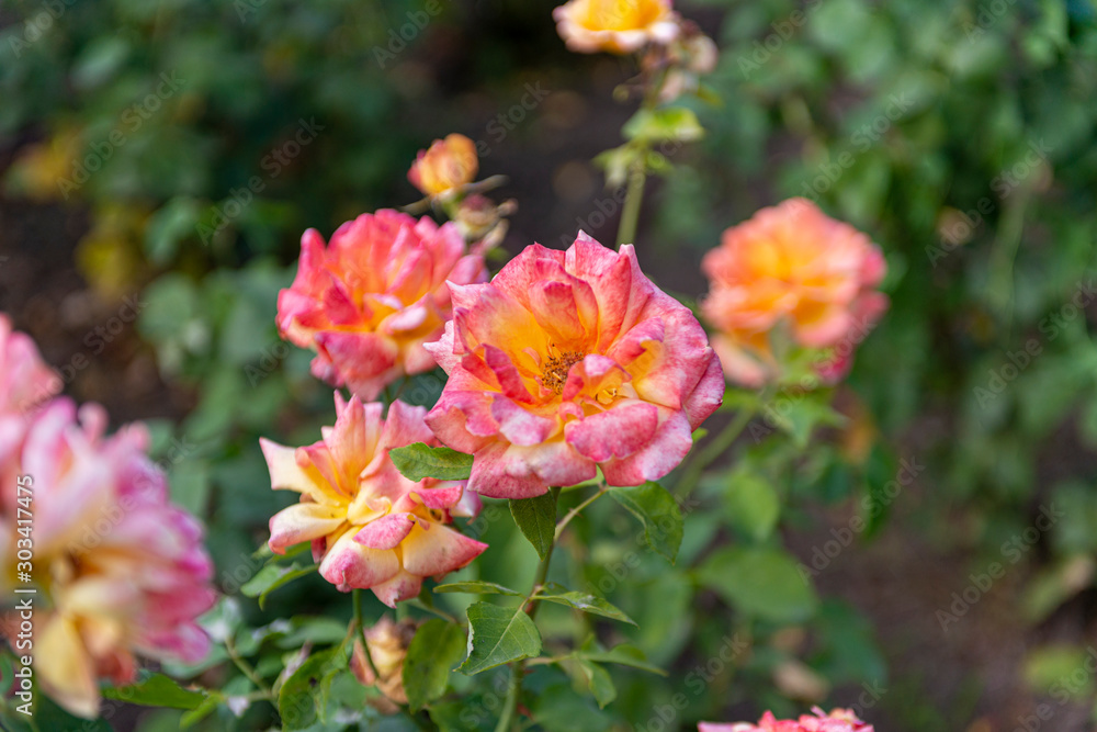 EL RETIRO MADRID JUNIO 2018 FLORES EL RETIRO MADRID JUNIO 2018 FLORES