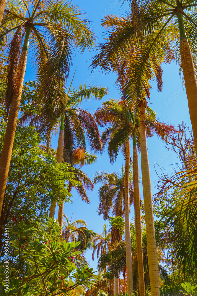 palm trees on a background of blue sky The abundance of palm trees and its splendor on the beach in Los Angeles palm trees on a background of blue sky The abundance of palm trees and its splendor on the beach in Los Angeles