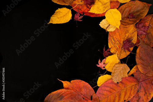 Mixed autumn leaves on a black background
