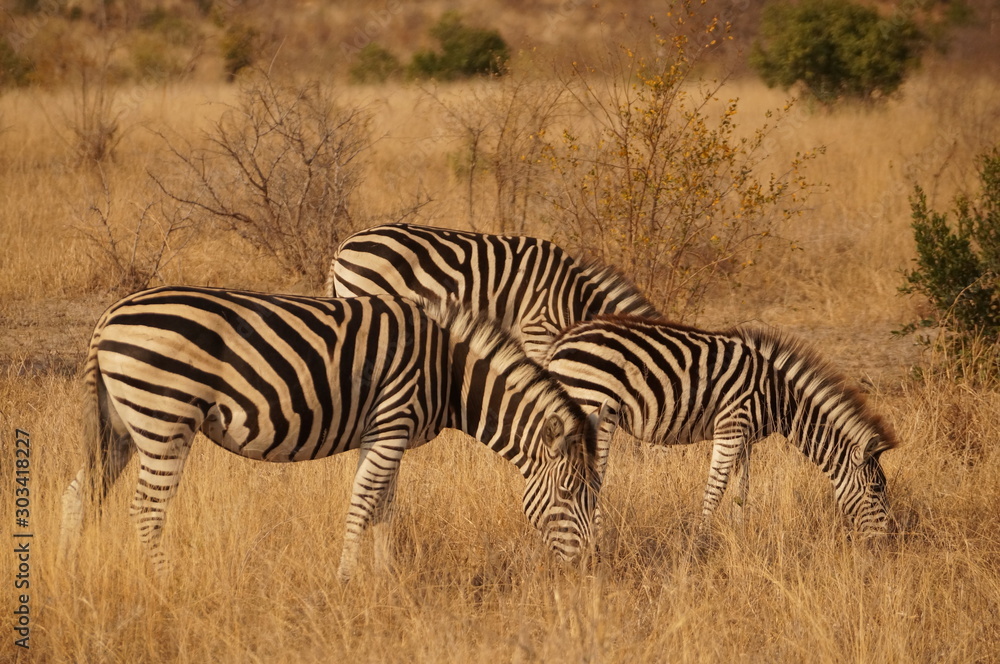 Zebra Zebra