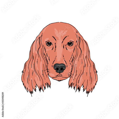 Symmetrical Vector portrait illustration of Irish Setter dog breed. Hand drawn ink realistic coloured sketching isolated on white. Perfect for logo branding t-shirt design