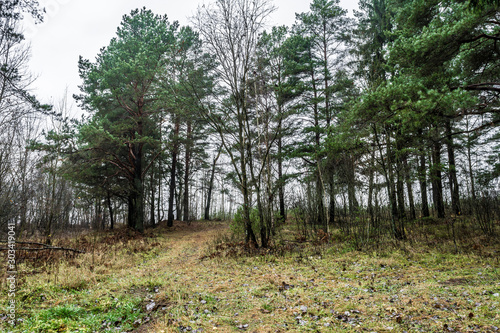 Gloomy autumn forest , depression , leaves. Gloomy autumn forest in fog, road into the distance © Aliaksei