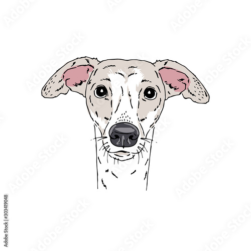 Fotografija Symmetrical Vector portrait illustration of Italian Greyhound dog breed