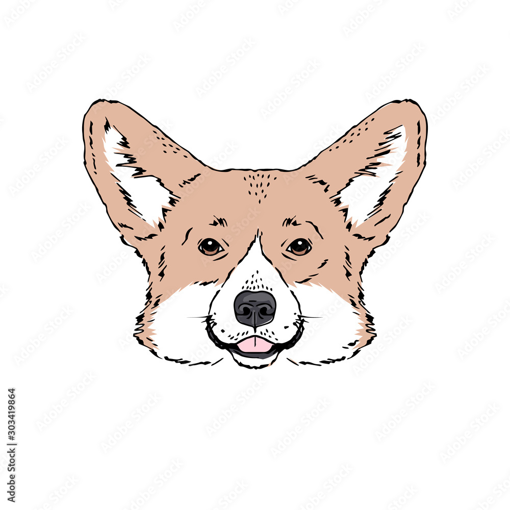 Symmetrical Vector portrait illustration of Welsh Corgi dog breed. Hand drawn ink realistic coloured sketching isolated on white. Perfect for logo branding t-shirt design