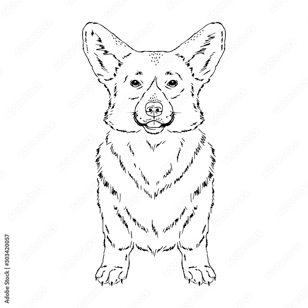 Symmetrical Vector illustration of Welsh Corgi dog breed. Hand drawn ink realistic sketching isolated on white. Perfect for logo branding t-shirt design Symmetrical Vector illustration of Welsh Corgi dog breed. Hand drawn ink realistic sketching isolated on white. Perfect for logo branding t-shirt design