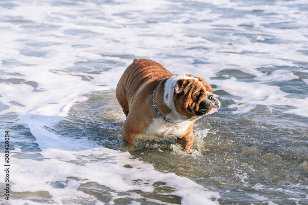 English bulldog playing on the beach