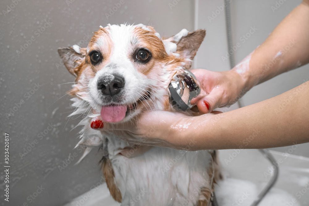 Φωτογραφία Groomer puts shampoo on fluffy wet fur of the funny welsh corgi pembroke dog