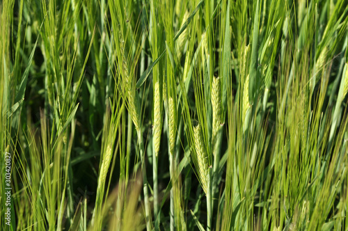 In the field growing green young barley